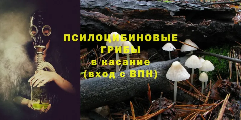 Псилоцибиновые грибы Cubensis  закладка  Иркутск 